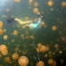jellyfish_mastgias_jl_v_0120_pal3296_rv.jpg
